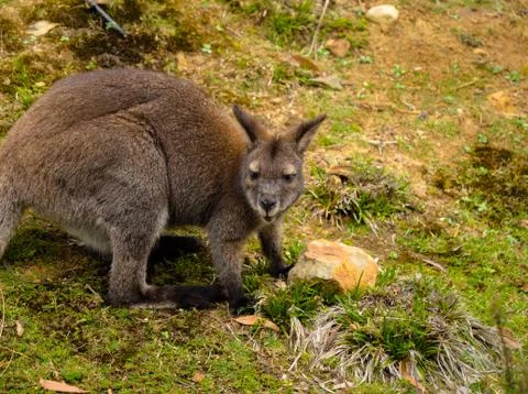 Wallaby on grass Stock Photos