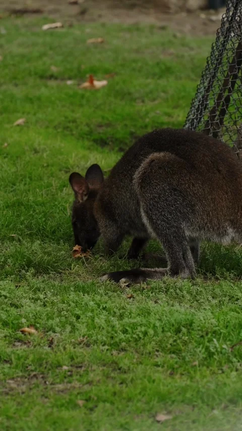 A wallaby grazes on green grass inside a zoo enclosure near a metal fence. The Stock Footage 325741079