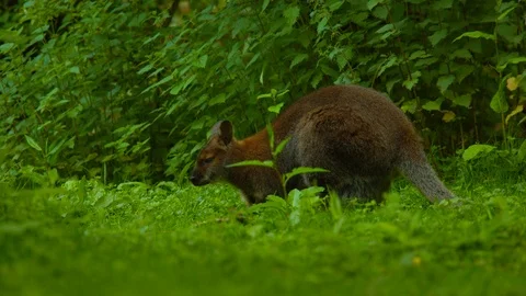 Wallaby grazing in thick grass Stock Footage 114356662