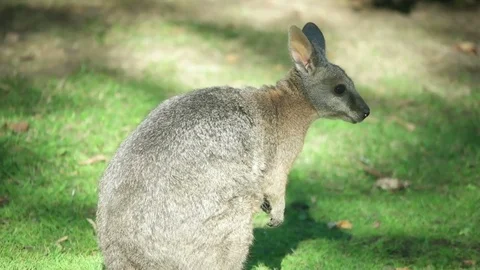 Wallaby on green grass Stock Footage 80492248