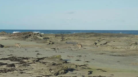 Wallaby hopping across beach Stock Footage 297719045