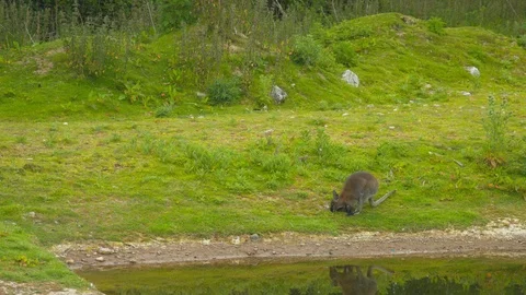 Wallaby hopping down to water edge Stock Footage 114556575