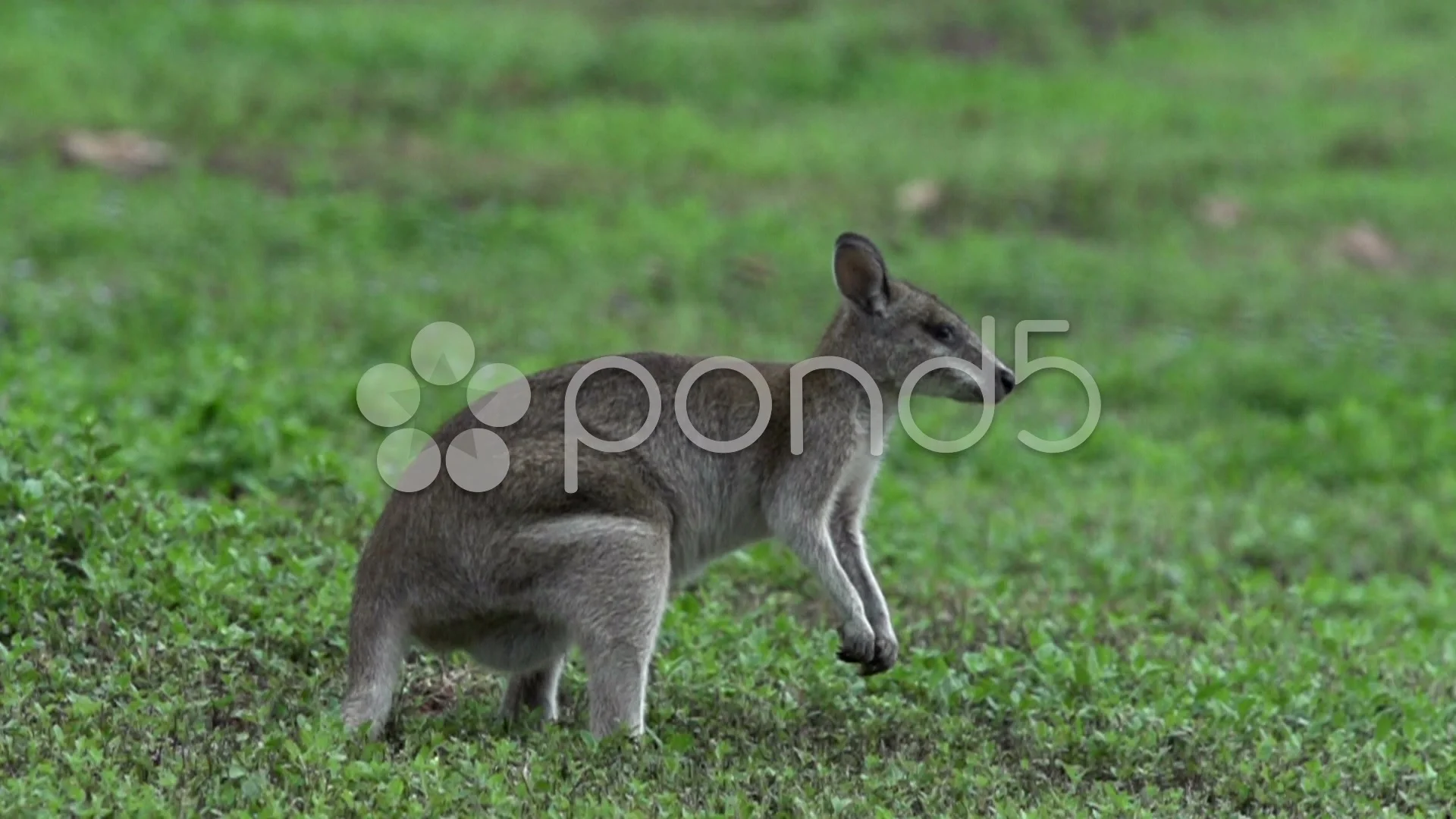 wallaby jumping