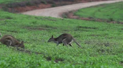 wallaby jumping