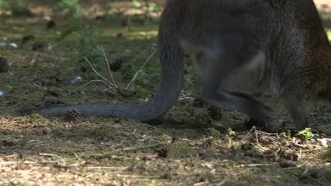 Wallaby jumps across camera Vídeos de archivo 71760671