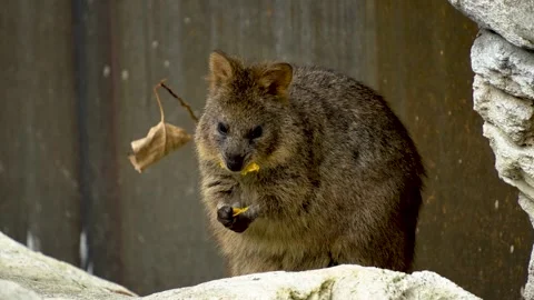 A wallaby kangaroo eating Stock Footage 272794003