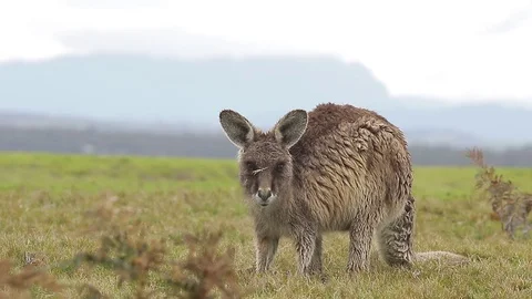 Wallaby kangaroo feeding on grass Stock Footage 71694306