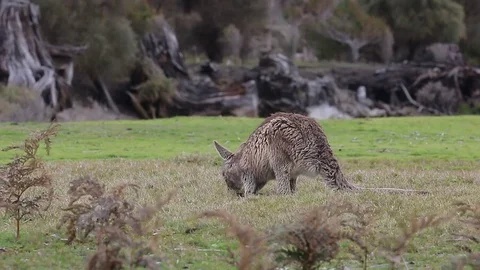 Wallaby kangaroo feeding on grass Stock Footage 71694544