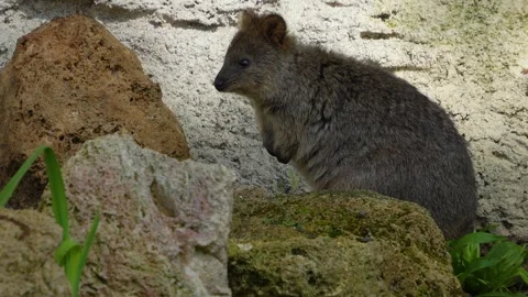A wallaby kangaroo resting  Stock Footage 272608443