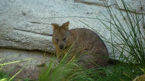 A wallaby kangaroo resting Video stock 284251842