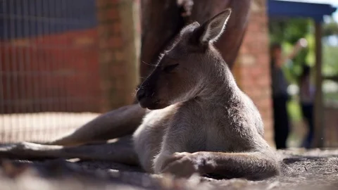 Wallaby kangaroo resting on the grass of natural park Stock Footage 73079193