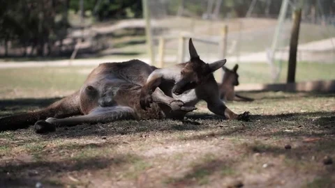 Wallaby kangaroo resting on the grass of natural park Stock Footage 73079704