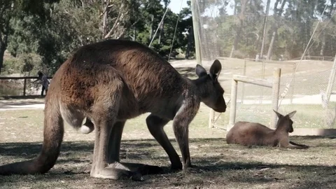 Wallaby kangaroo resting on the grass of natural park Stock Footage 73079974