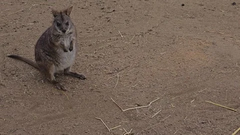 A wallaby kangaroo slowly moving  Stock Footage 271154184