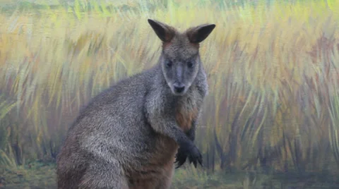 Wallaby listening moving ears Stock Footage 30304340