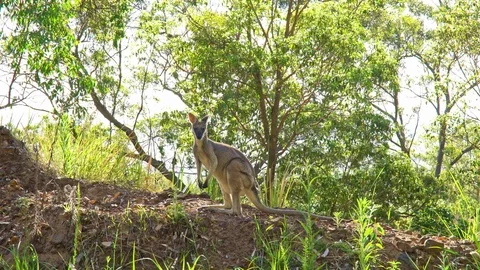 Wallaby looking into the camera in a forrest Stock Footage 90461140