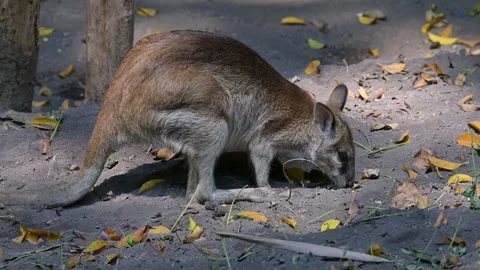 Wallaby looking for food Stock-Footage 265381570