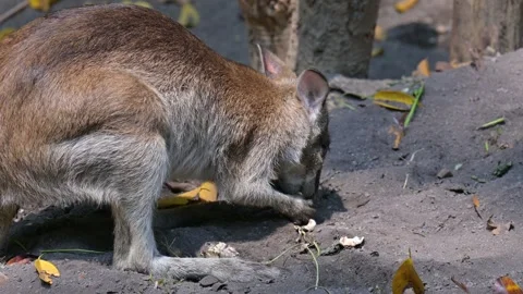 Wallaby looking for food 스톡 동영상 265387367