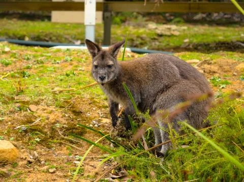 Wallaby looking towards camera Stock Photos