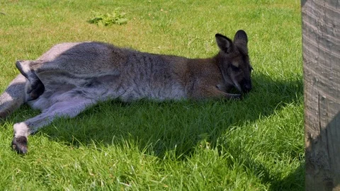 Wallaby lying down in the sun in some shade on bright grass in Summer Stock Footage 113886859