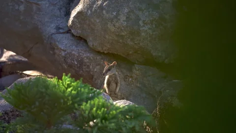 Wallaby, Macropus Protemnodon, eating grass at sunset in Australia Stock Footage 294642516