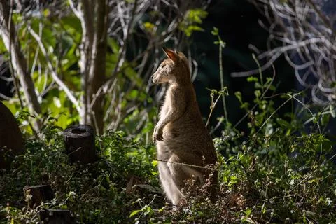 Wallaby In Park Foto stock