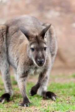 Wallaby Foto stock