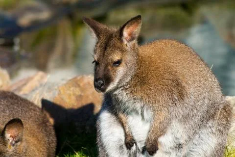 Wallaby Photos