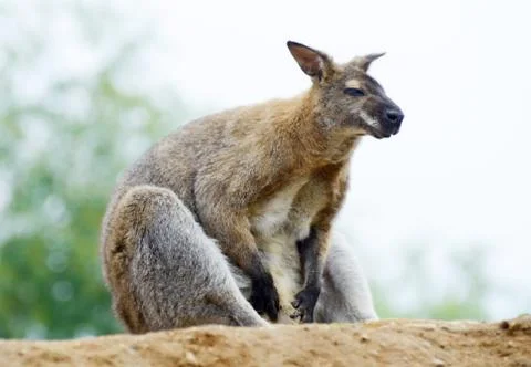Wallaby Stock Photos