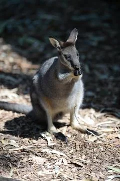 Wallaby Stock Photos