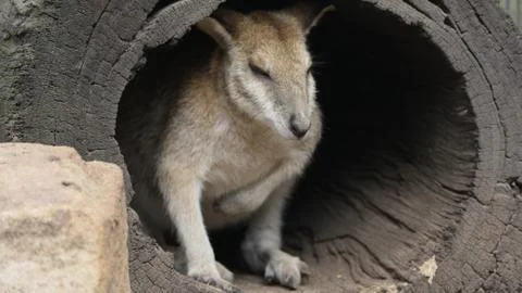 Wallaby Stock Photos