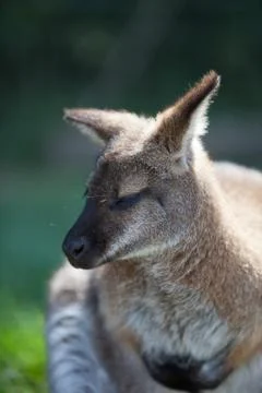 Wallaby Stock Photos