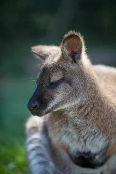 Wallaby Stock Photos
