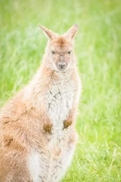 Wallaby Stock Photos