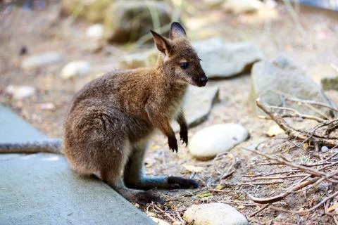 Wallaby Stock Photos