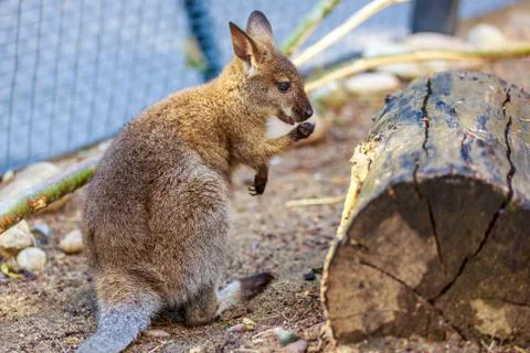 Wallaby Stock Photos