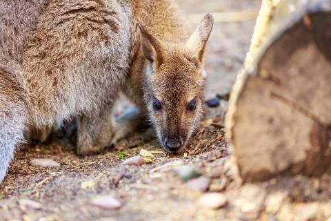 Wallaby Foto stock