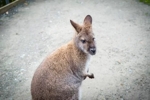 Wallaby Stock Photos