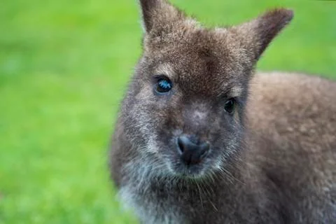 Wallaby Stock Photos