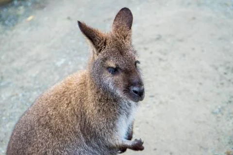Wallaby Foto stock