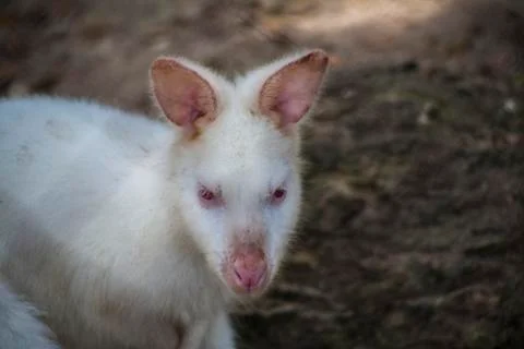 Wallaby Stock Photos