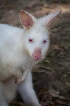 Wallaby Stock Photos