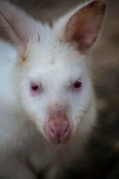 Wallaby Stock Photos