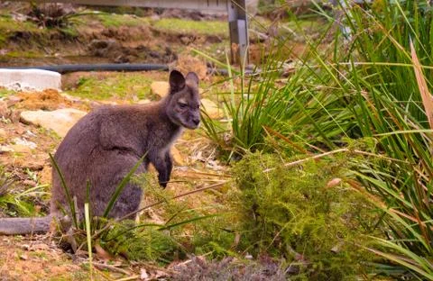 Wallaby Stock Photos