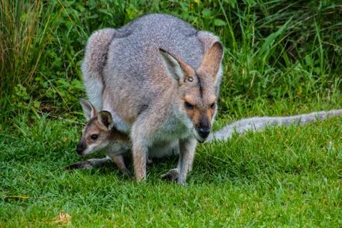 Wallaby Stock Photos