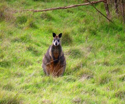The wallaby Stock Photos
