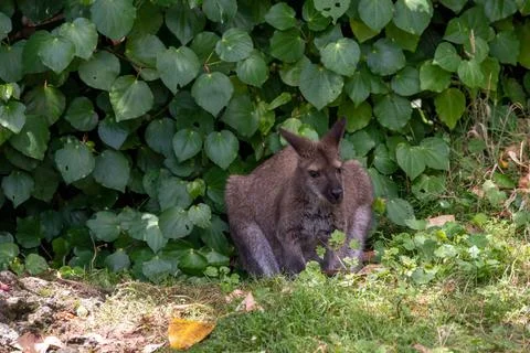 A wallaby Stock Photos