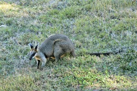 Wallaby Stock Photos