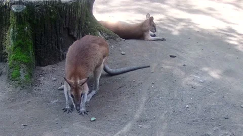 Wallaby playing around Stock Footage 168086897