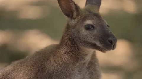 Wallaby Portrait Stock Footage 200416054
